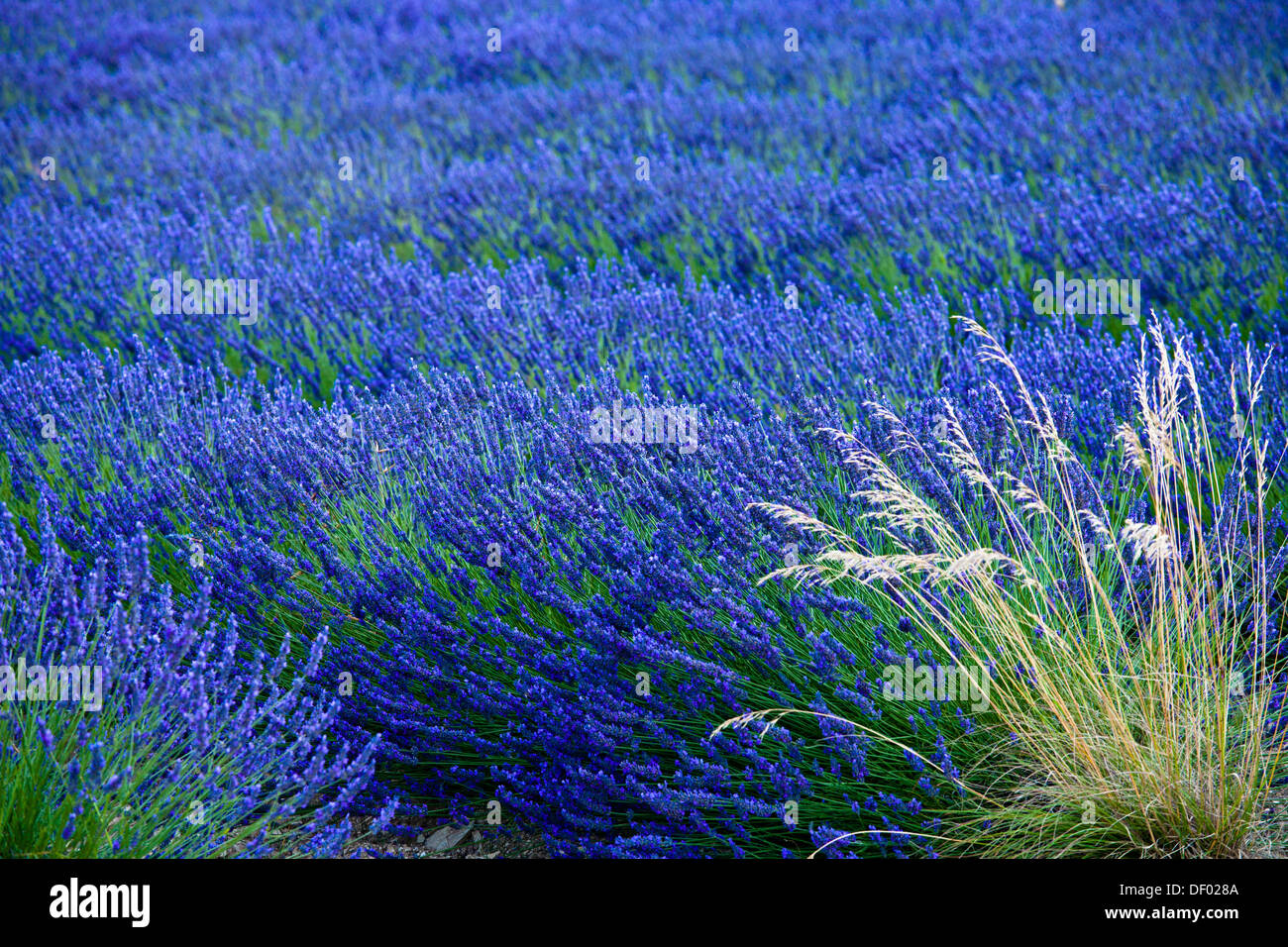 Campo di fioritura di LAVANDA (Lavandula angustifolia), nei pressi di Sault e Aurel, Chemin des Lavandes, Provence-Alpes-Côte d'Azur Foto Stock