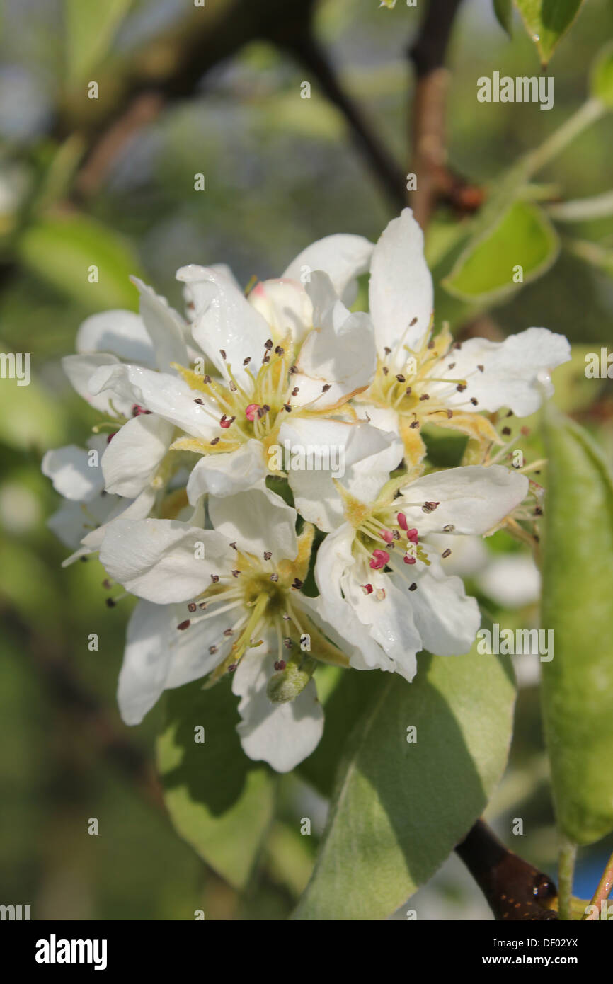 Apple Blossom in presenza di luce solare Foto Stock