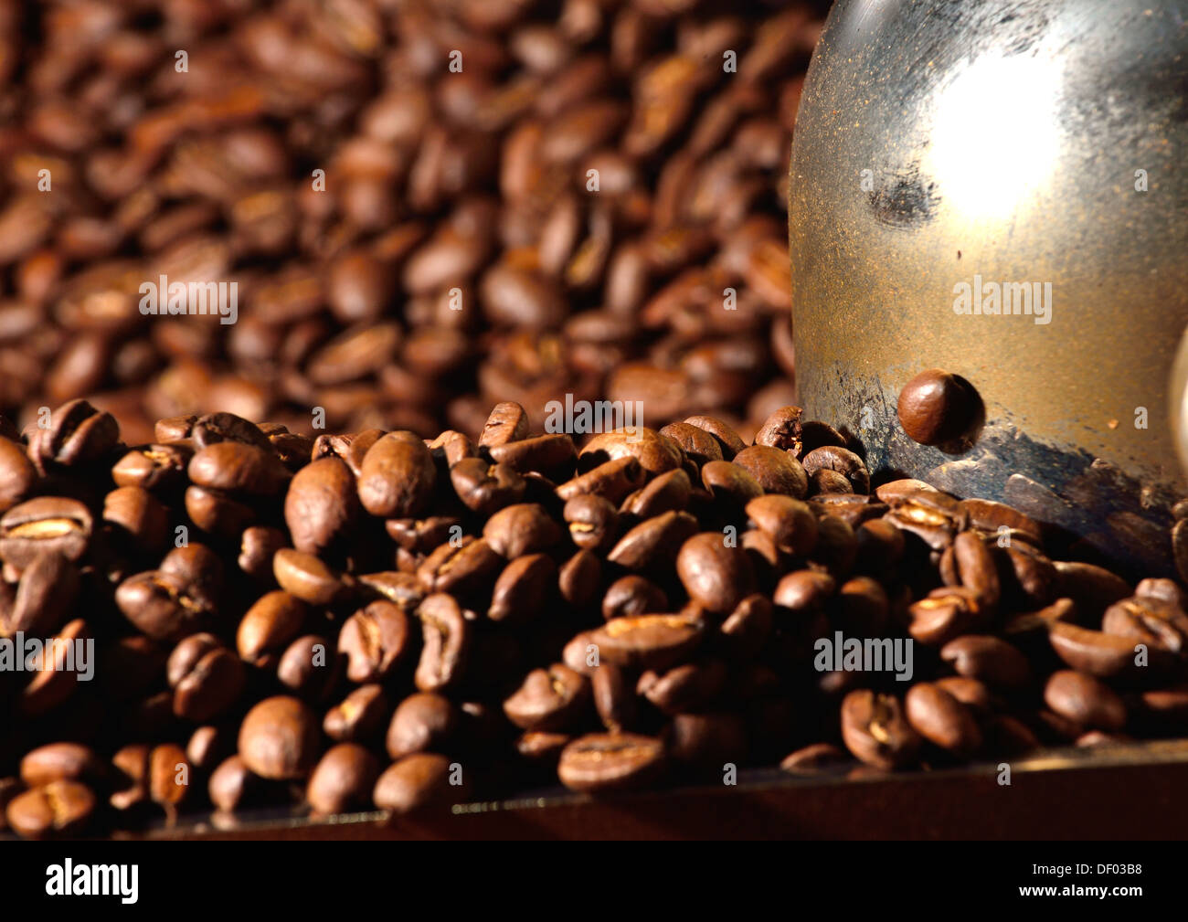 Il raffreddamento del caffé appena tostato fagioli Foto Stock