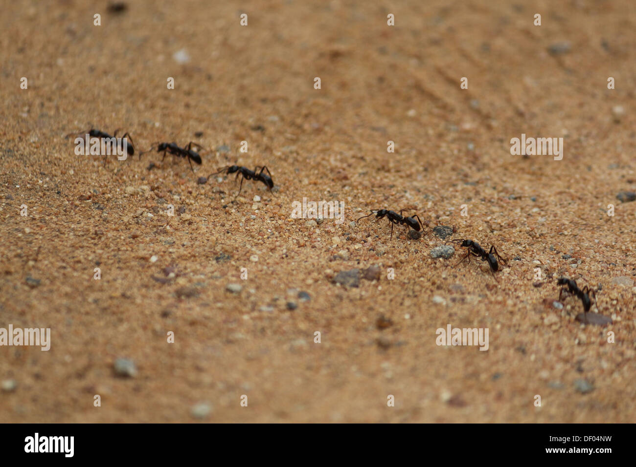 Una linea di formiche in marcia sulla sabbia Foto Stock