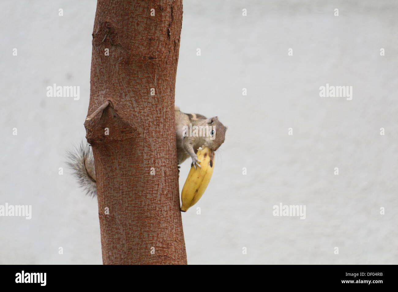 Lo scoiattolo mangiare banana dietro a un albero Foto Stock