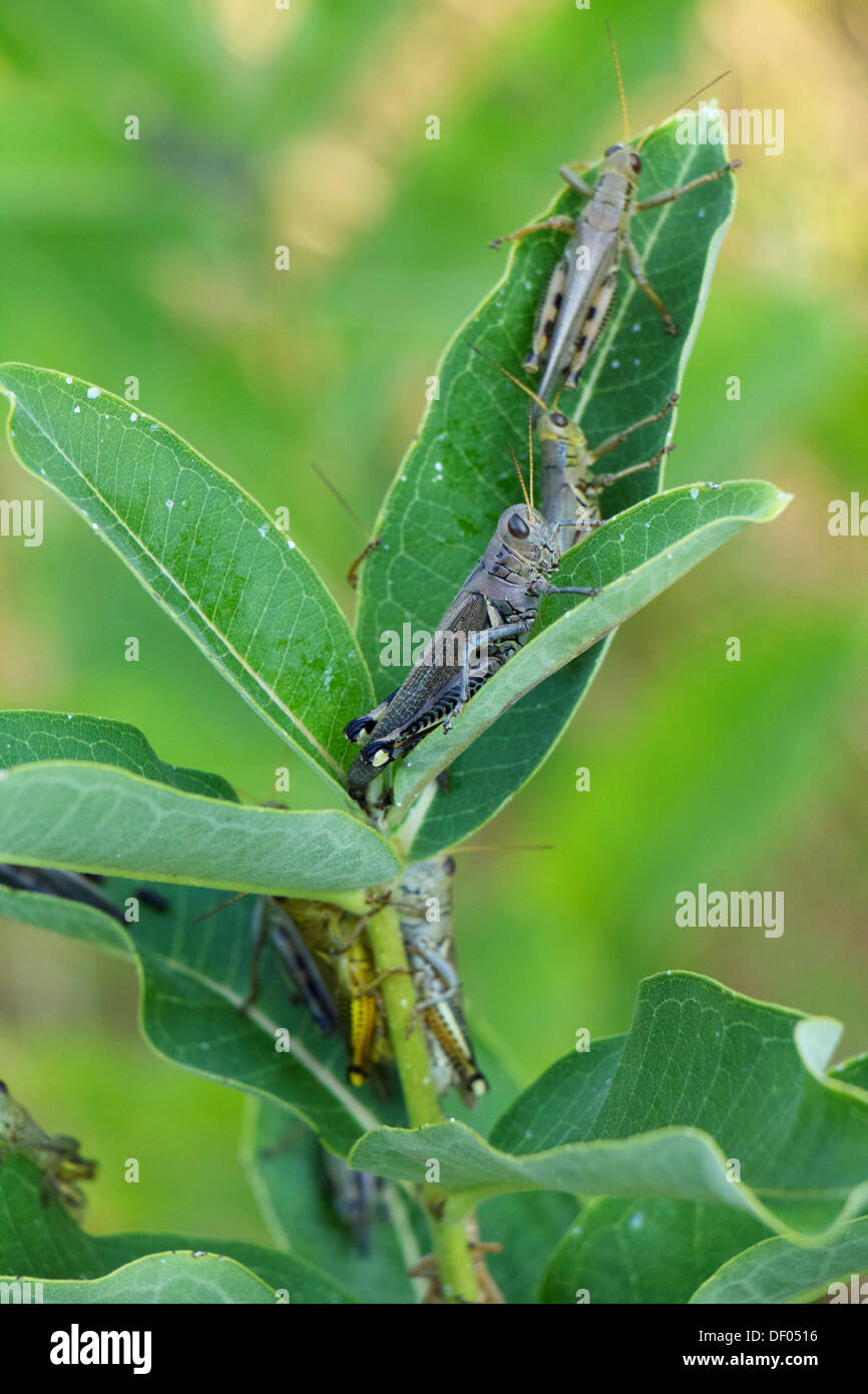 Differenziale (cavallette Melanoplus differentialis) milkweed sulla pianta. Contea di Cook Illinois Foto Stock