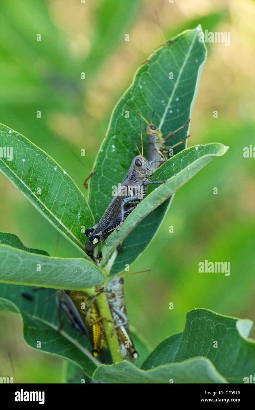 Differenziale (cavallette Melanoplus differentialis) milkweed sulla pianta. Contea di Cook Illinois Foto Stock