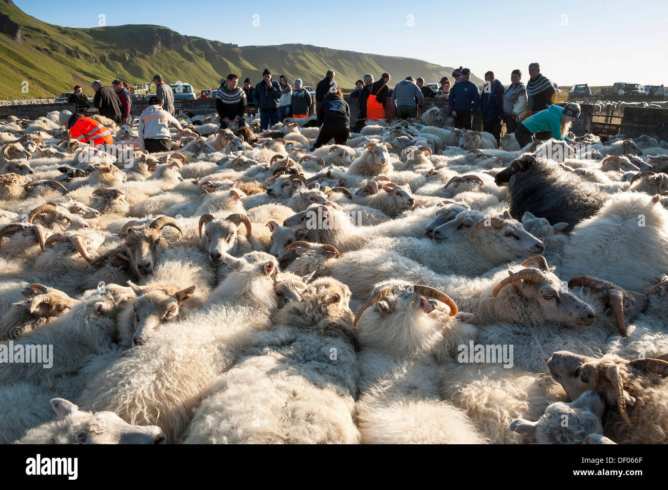 Gregge di pecore vicino a Kirkjubaejarklaustur, sud dell'Islanda, Islanda, Europa Foto Stock