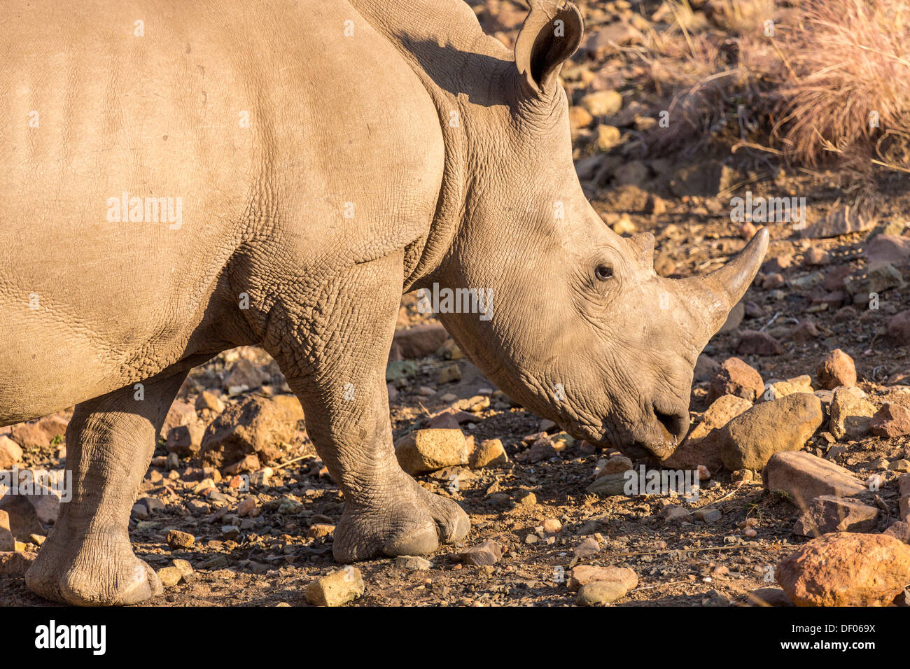 Un pascolo di Rhino nella savana secca terre del Parco Nazionale di Pilanesberg, Sud Africa Foto Stock