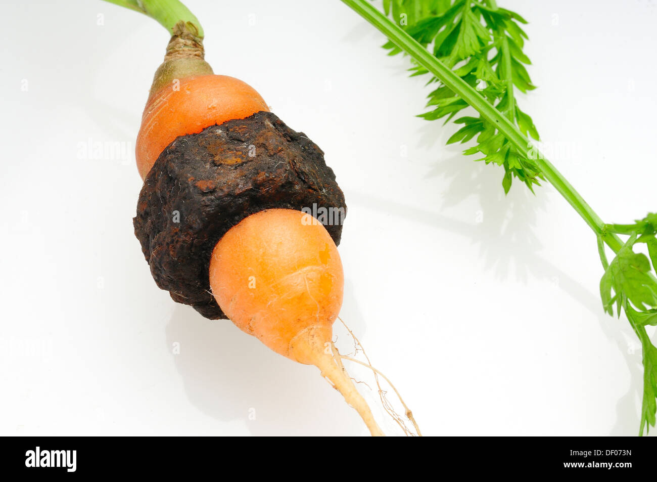 Giardino carote che è cresciuto attraverso il centro di un metallo arrugginito dado filettato. Foto Stock