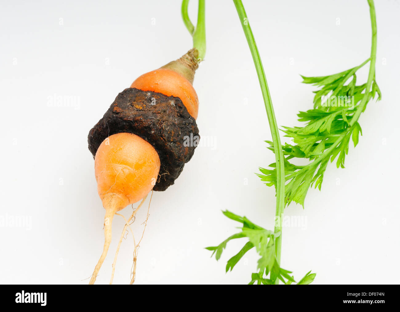 Giardino carote che è cresciuto attraverso il centro di un metallo arrugginito dado filettato. Foto Stock