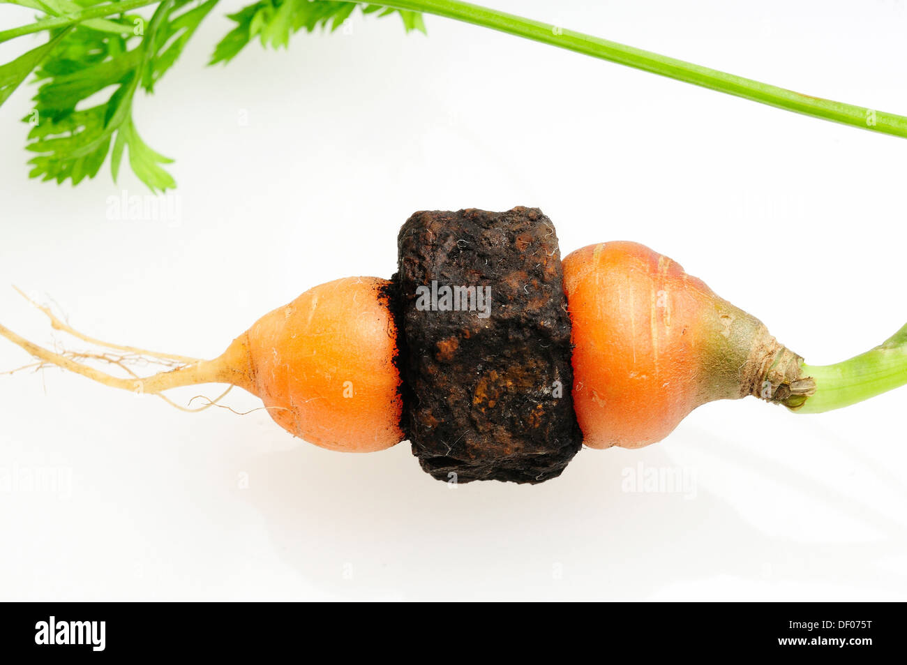 Giardino carote che è cresciuto attraverso il centro di un metallo arrugginito dado filettato. Foto Stock