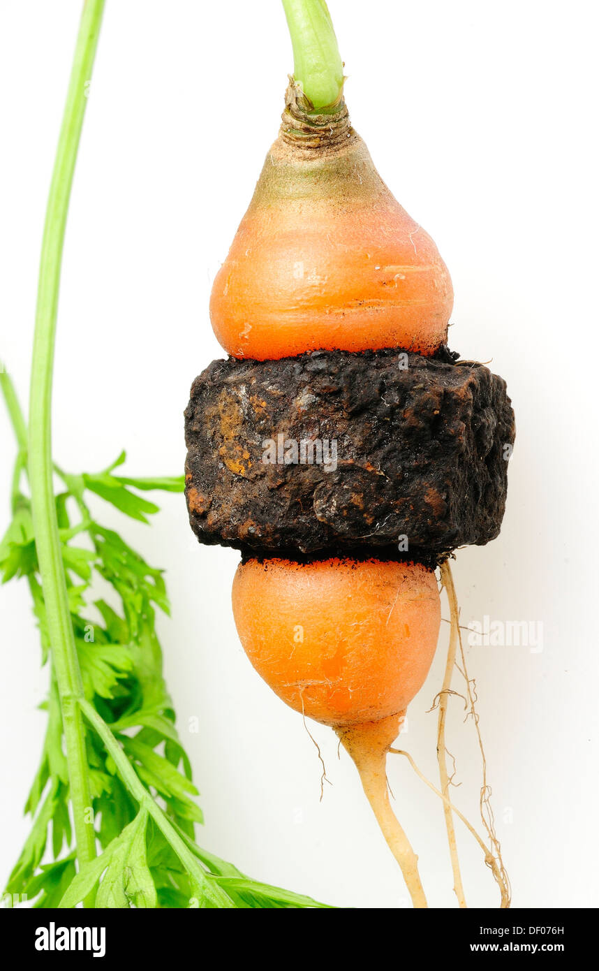 Giardino carote che è cresciuto attraverso il centro di un metallo arrugginito dado filettato. Foto Stock