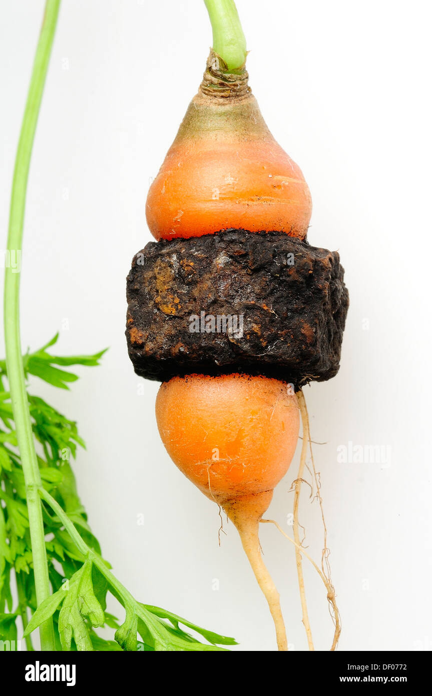 Giardino carote che è cresciuto attraverso il centro di un metallo arrugginito dado filettato. Foto Stock