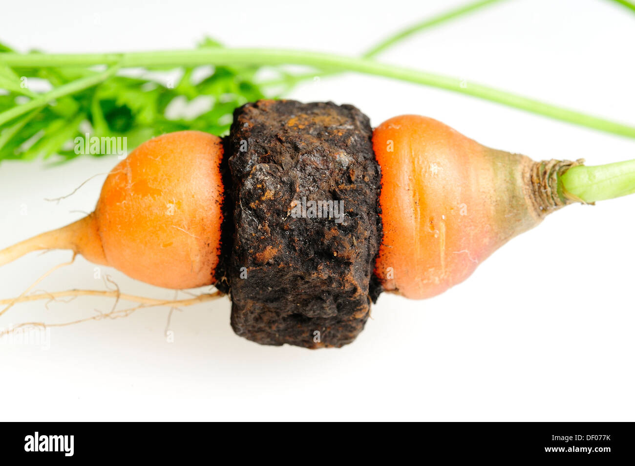 Giardino carote che è cresciuto attraverso il centro di un metallo arrugginito dado filettato. Foto Stock