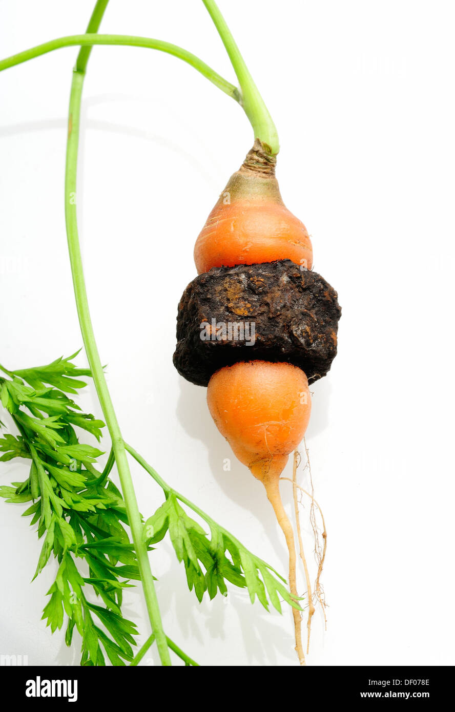 Giardino carote che è cresciuto attraverso il centro di un metallo arrugginito dado filettato. Foto Stock