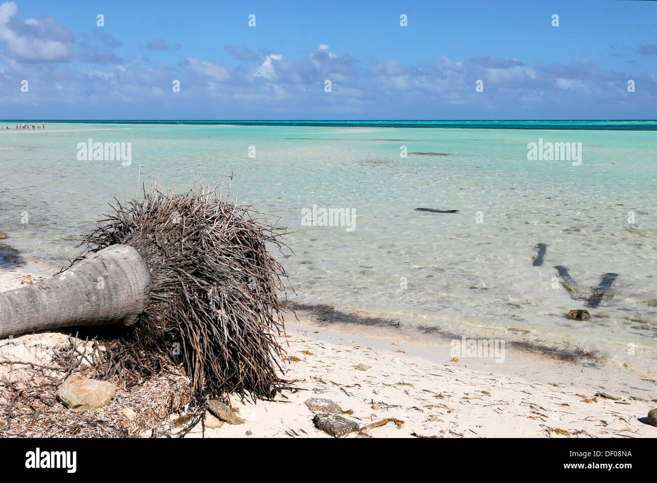 Caduto Palm tree, Caya Coco, costa Nord, Cuba, Antille Maggiori, Caraibi, America Centrale, America Foto Stock