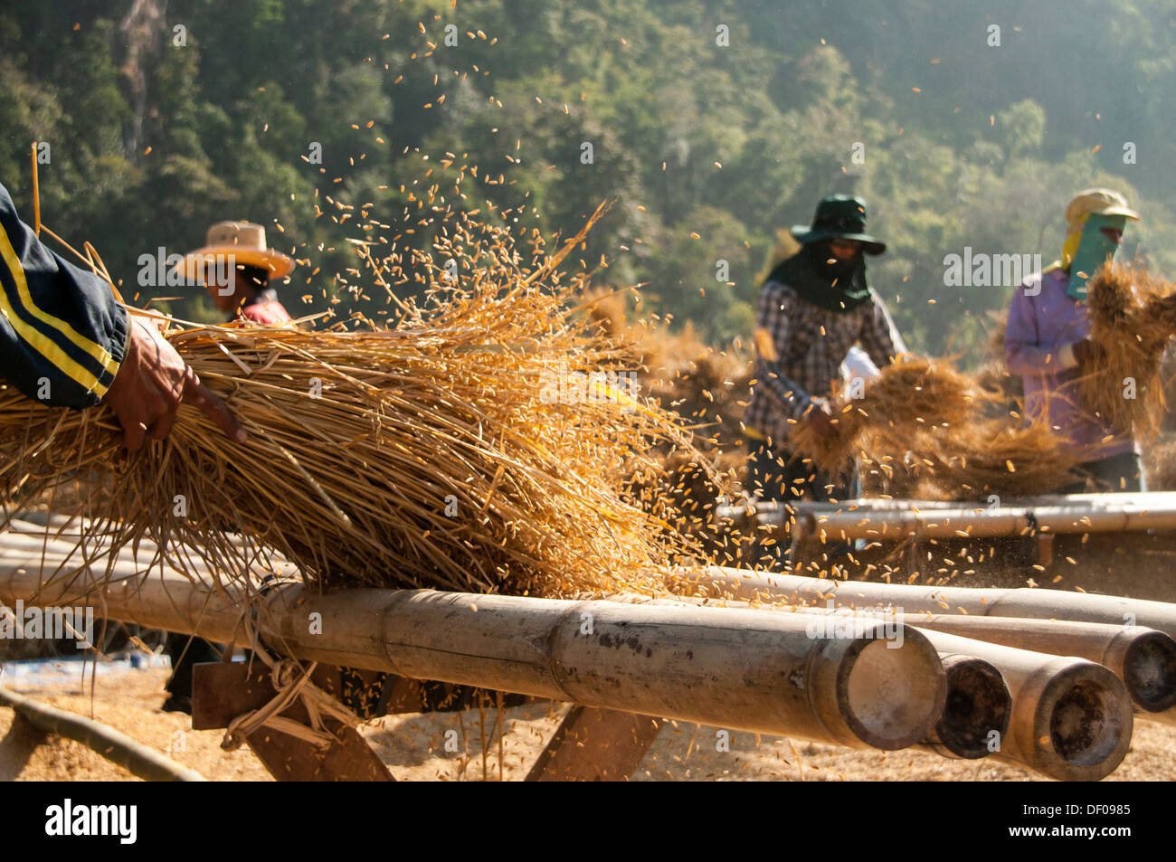 Gli uomini dal Shan o Thai Yai minoranza etnica sono la trebbiatura del riso, il lavoro sul campo, Soppong o Pang Mapha area, Thailandia del Nord Foto Stock
