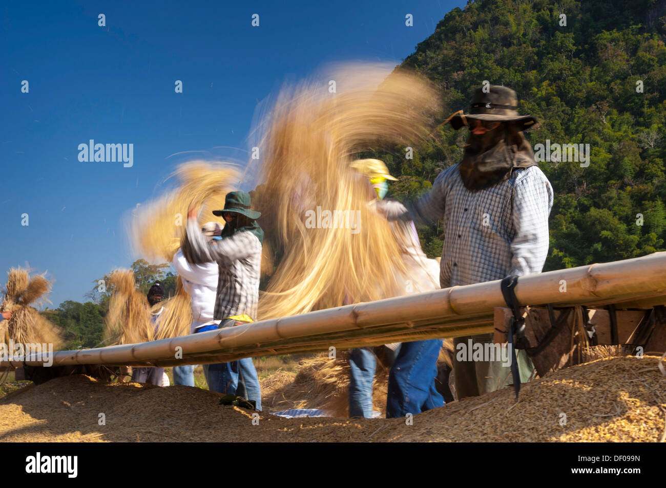 Gli uomini dal Shan o Thai Yai minoranza etnica sono la trebbiatura del riso, il lavoro sul campo, Soppong o Pang Mapha area, Thailandia del Nord Foto Stock