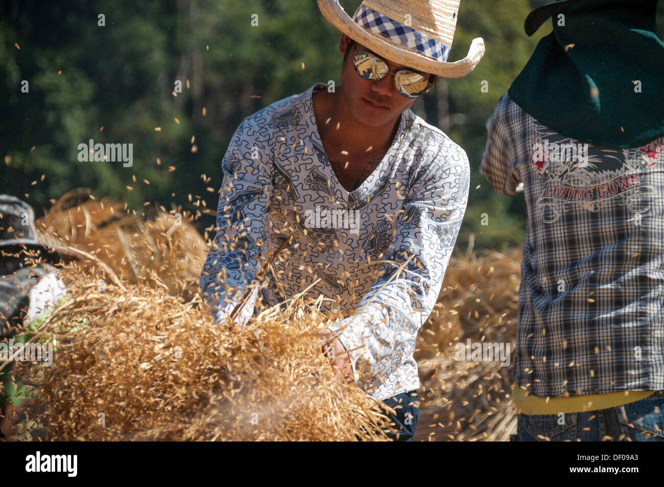 L uomo dalla Shan o Thai Yai minoranza etnica la trebbiatura del riso, il lavoro sul campo, di riso paddy, Soppong o Pang Mapha area Foto Stock