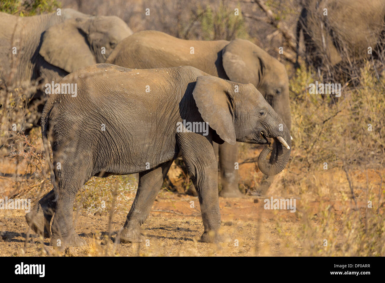 Un piccolo branco di elefanti vagare per le praterie del Sud Africa il Parco Nazionale di Pilanesberg Foto Stock