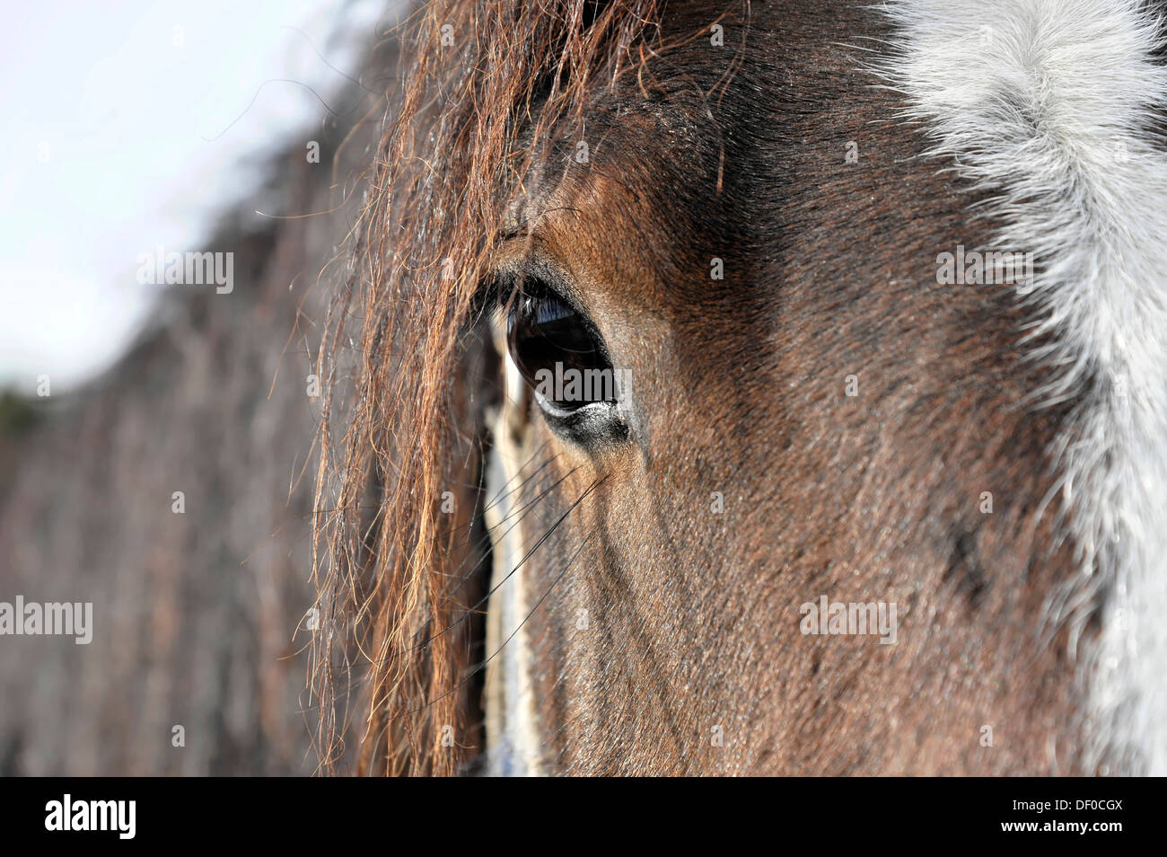 Cavallo, Tinker, Irish Cob, razza irlandese, vista dettagliata dell'occhio, Kleinbottwar, Baden-Wuerttemberg Foto Stock