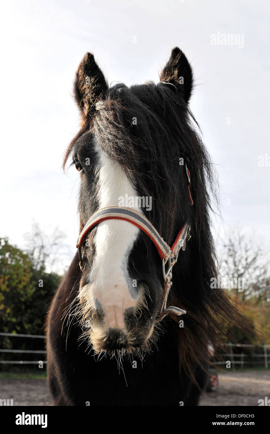 Cavallo, Tinker, Irish Cob, razza irlandese, ritratto, Kleinbottwar, Baden-Wuerttemberg Foto Stock