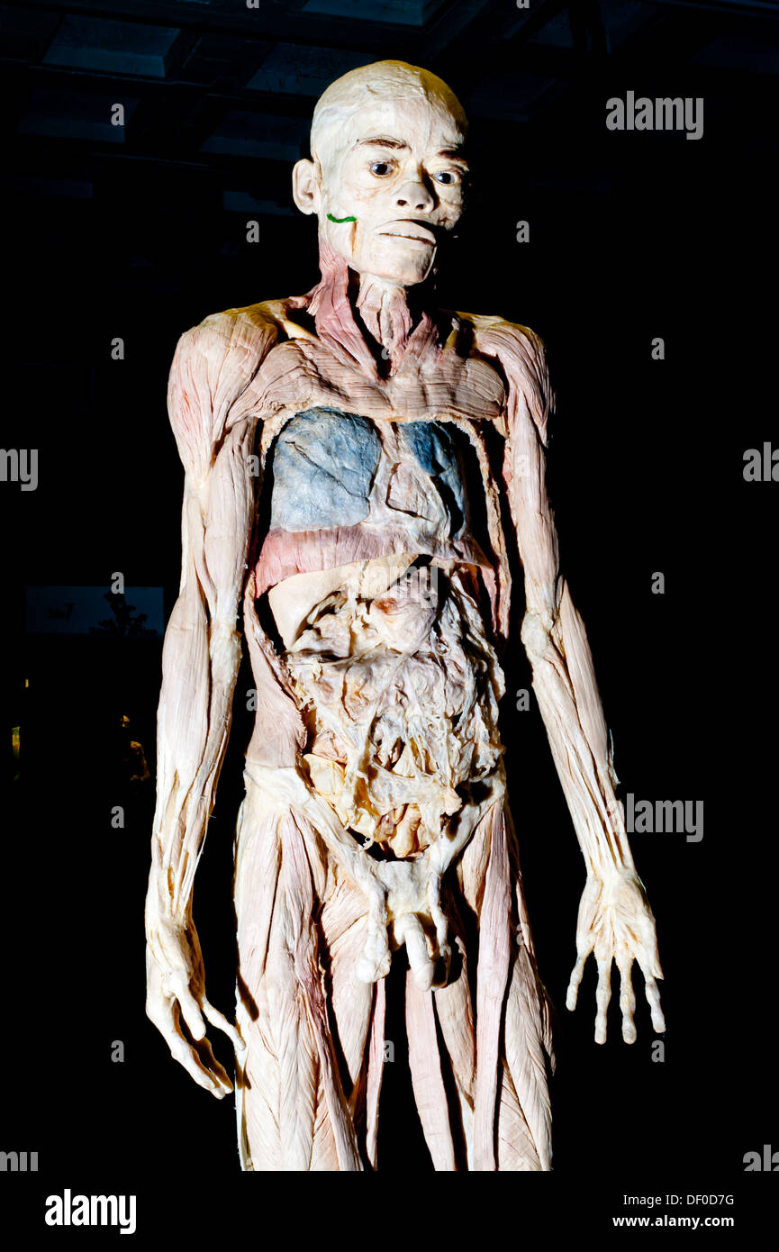 Plastination esemplare di un corpo umano senza pelle Foto Stock