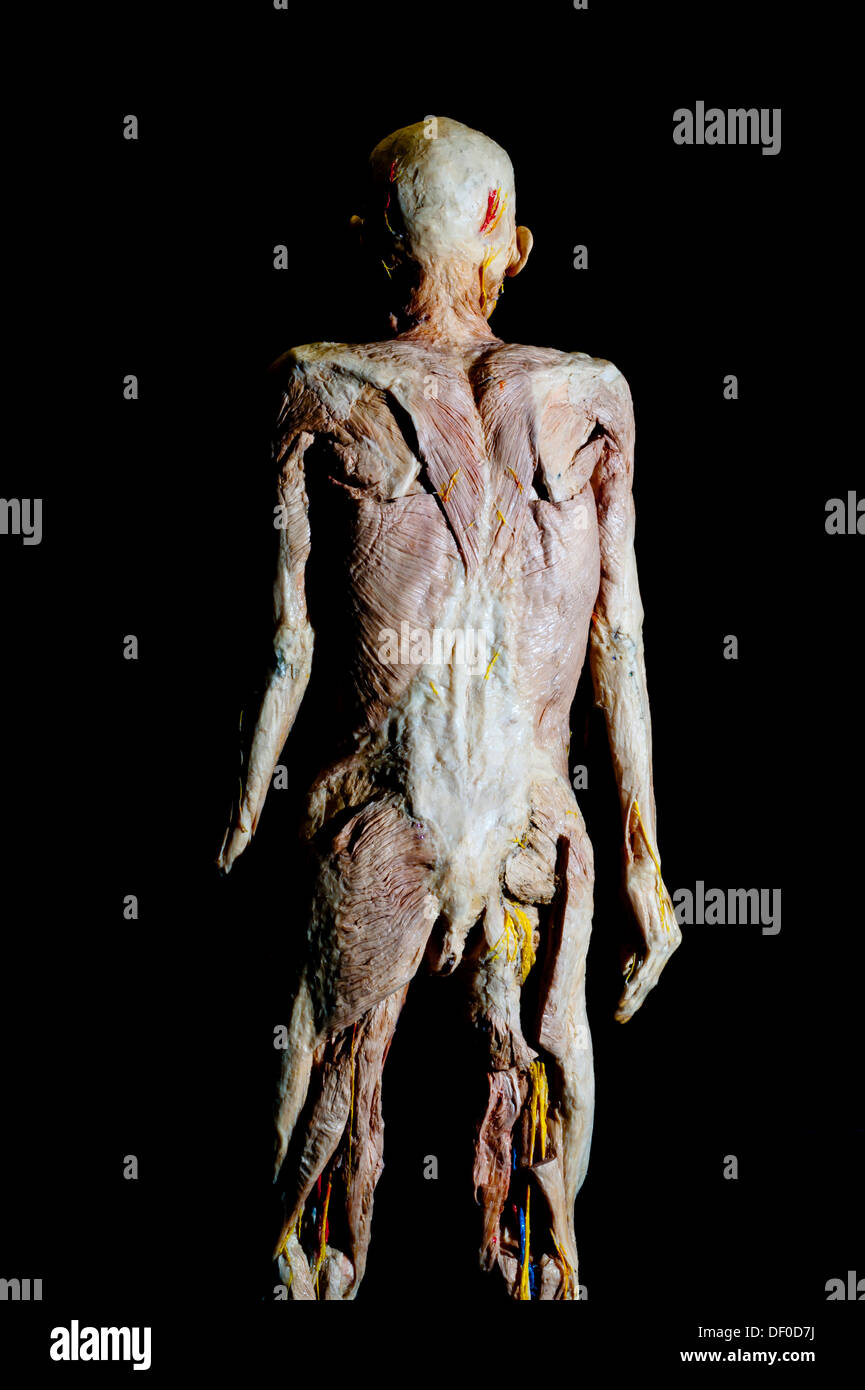 Plastination esemplare di un corpo umano senza pelle visto da dietro Foto Stock