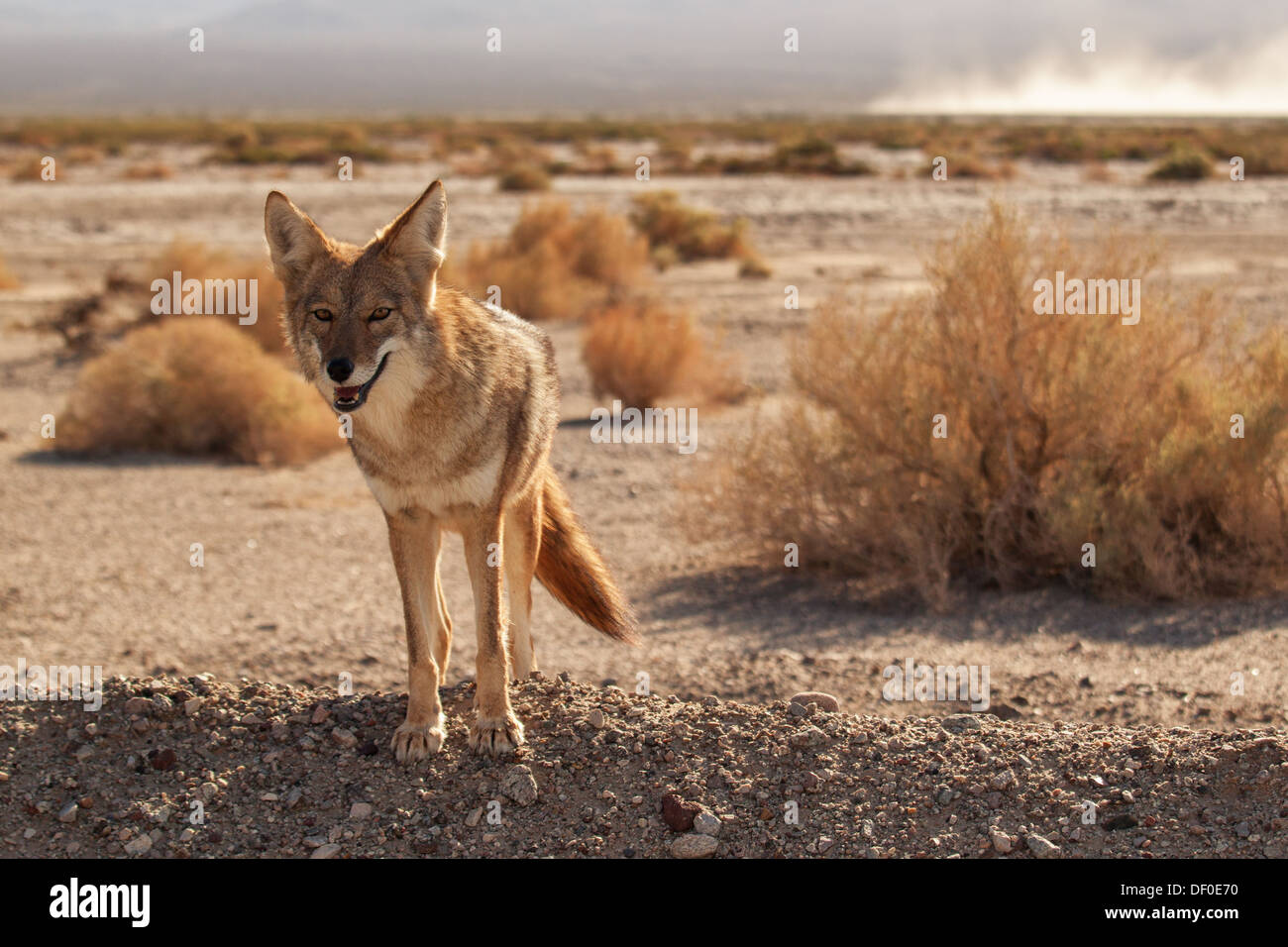 Lone coyote nel Parco Nazionale della Valle della Morte Foto Stock