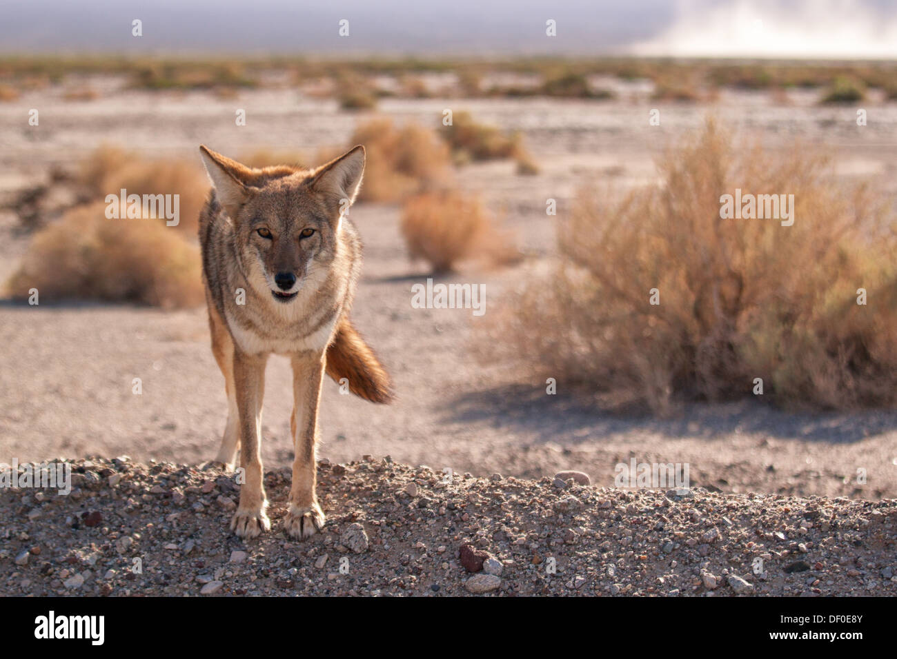 Lone coyote nel Parco Nazionale della Valle della Morte Foto Stock