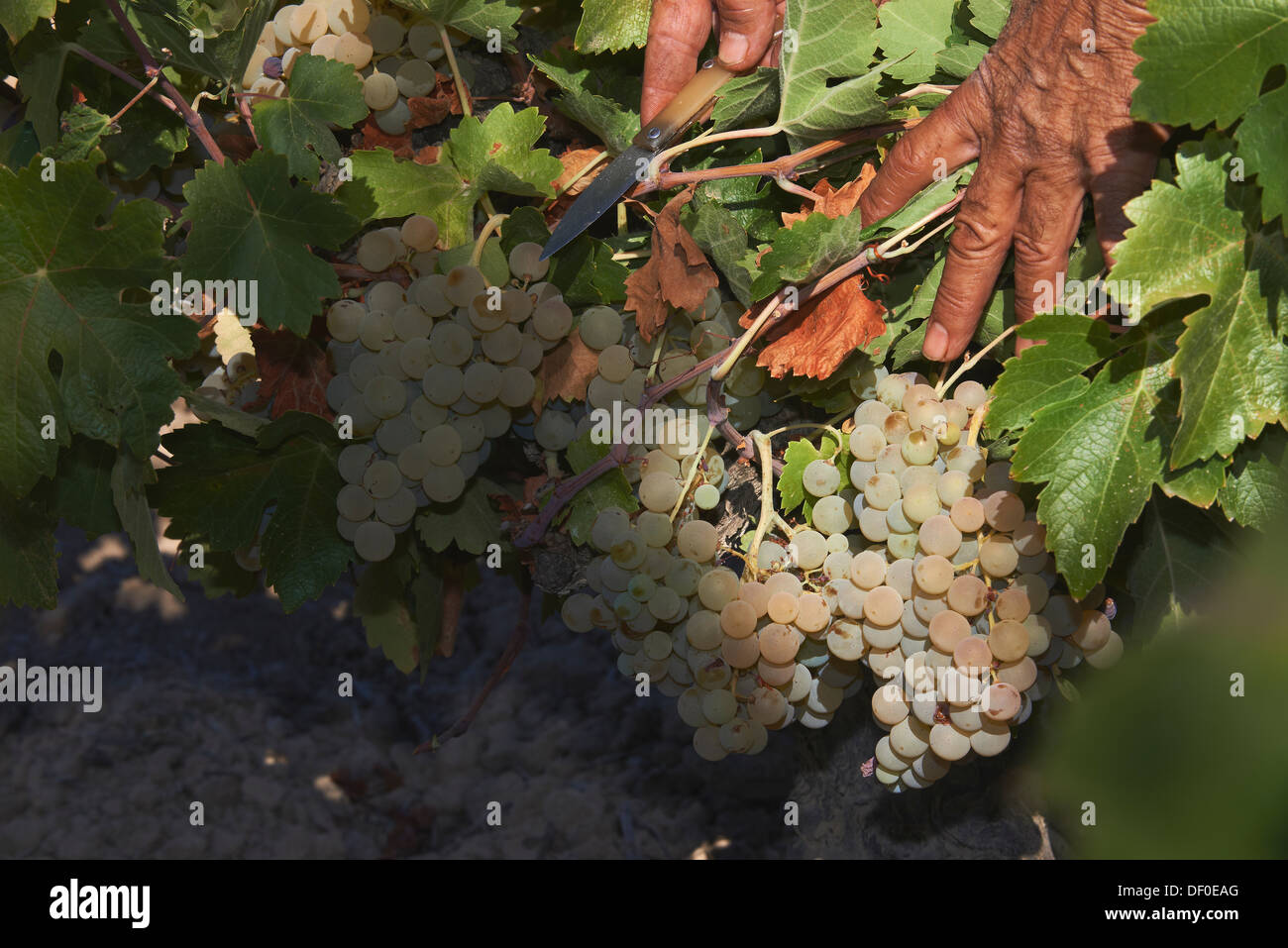 Montilla, raccolta Pedro Ximenez vino uve, Bodegas Cabriñana, Vintage in un vigneto a Montilla, area Montilla-Moriles, cor Foto Stock