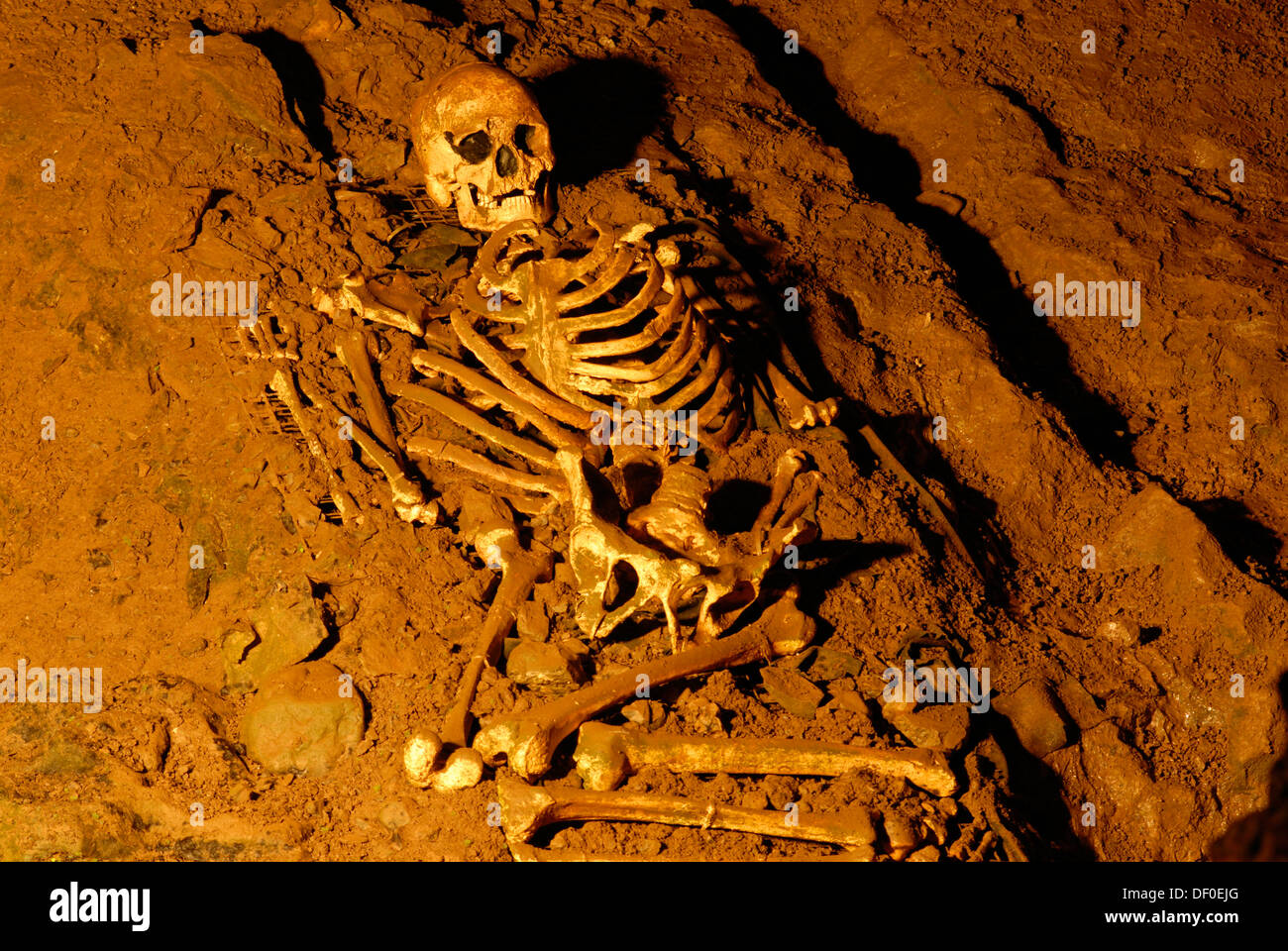 Cranio e lo scheletro dall'età della pietra, Cheddar uomo Museo di Preistoria, Cheddar, Somerset, Inghilterra, Regno Unito, Europa Foto Stock