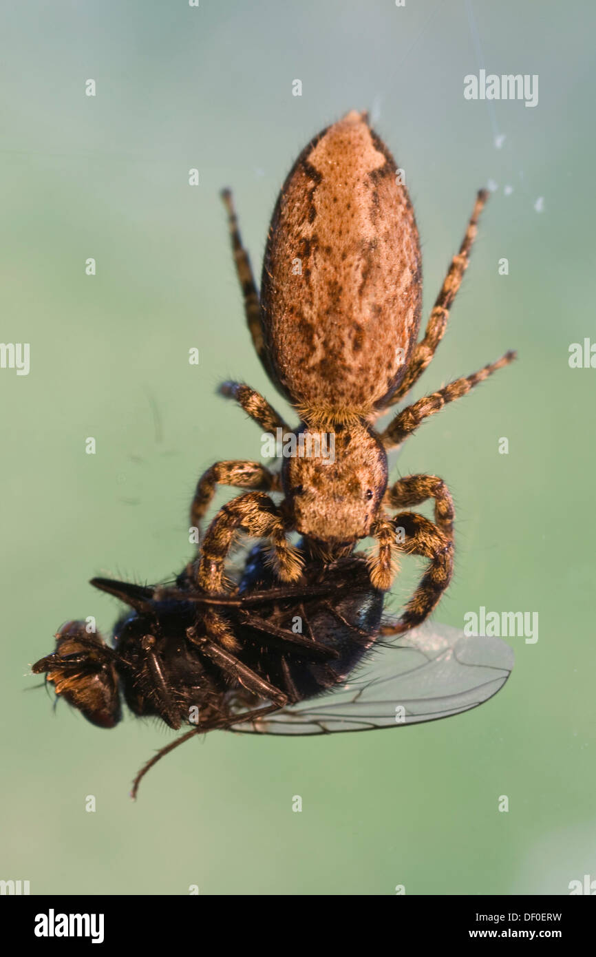 Ponticello Fencepost Spider (Marpissa muscosa) con la preda, Haren, Emsland, Bassa Sassonia Foto Stock