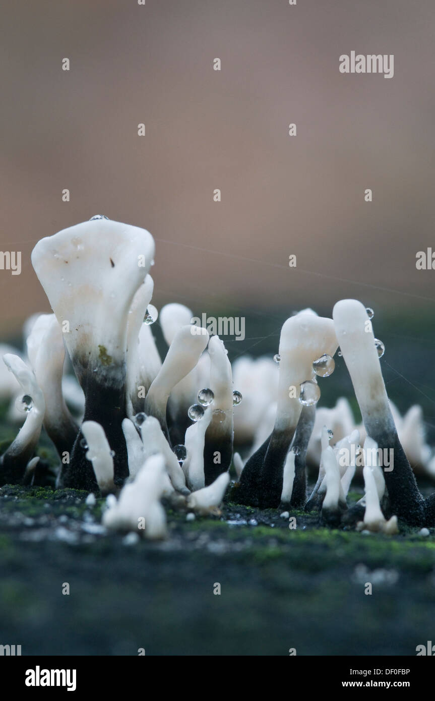 Candelabro del fungo o corna di carbonio (Xylaria hypoxylum), Tinner Loh, Haren, Emsland, Bassa Sassonia Foto Stock