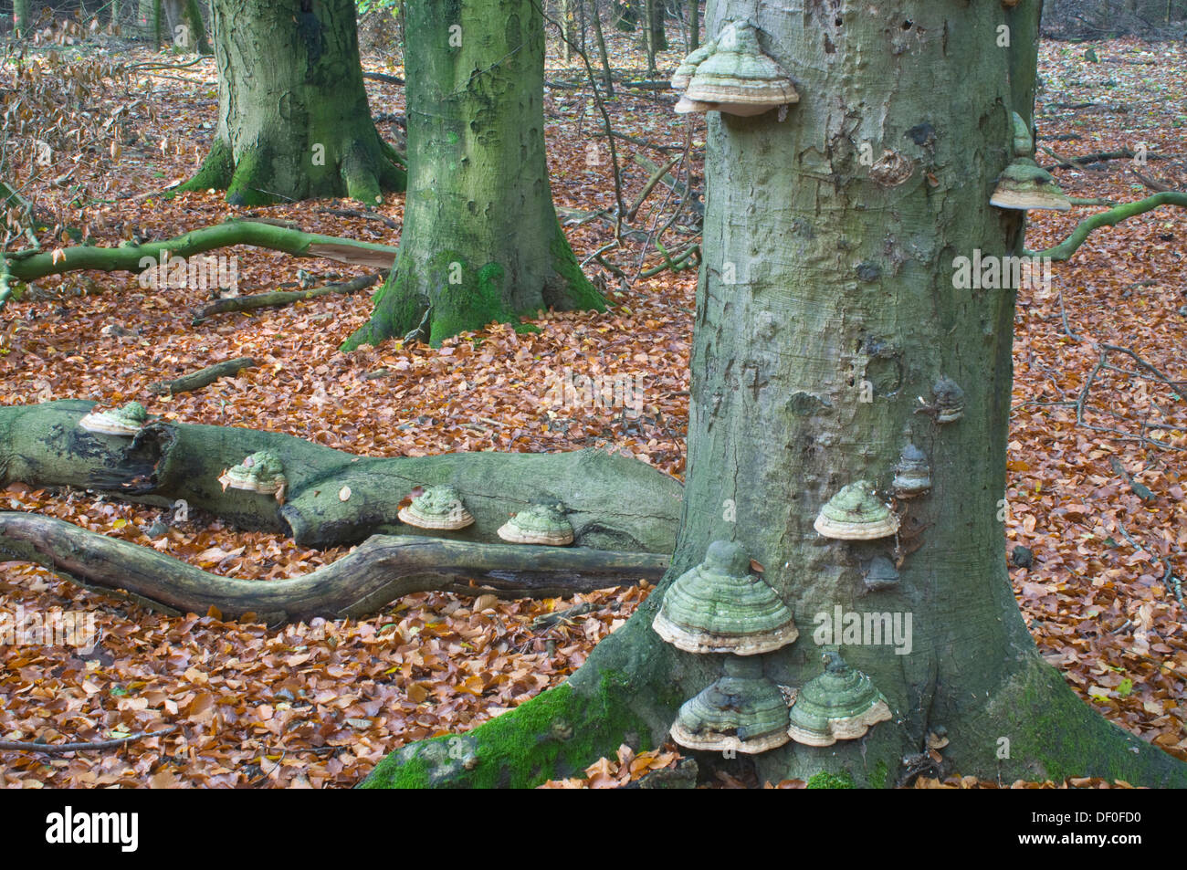 Tinder fungo (Fomes fomentarius) europeo di faggio, Tinner Loh, Haren, Emsland, Bassa Sassonia Foto Stock