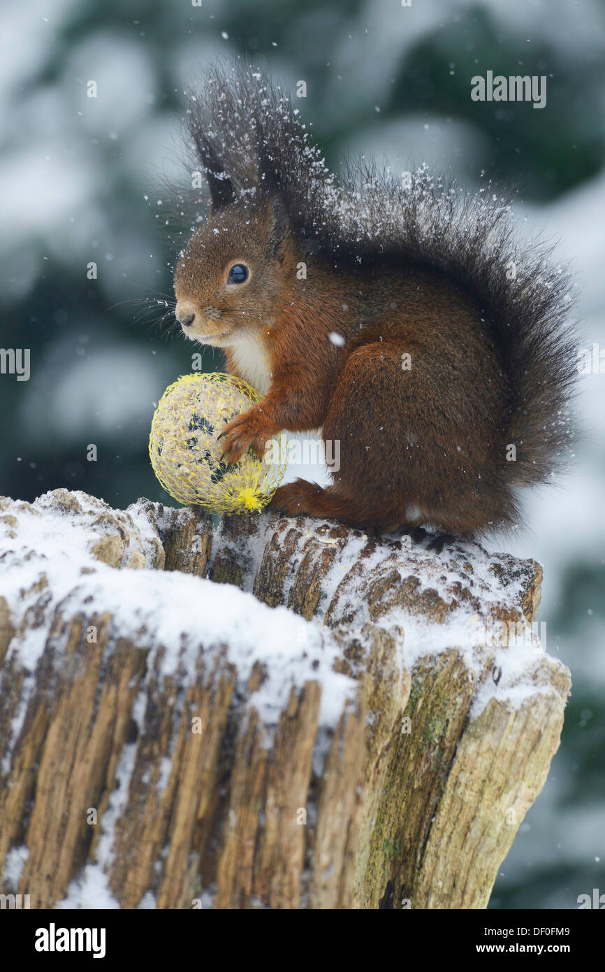 Scoiattolo (Sciurus vulgaris) seduti su un ceppo di albero nella neve con un uccello semi sfera, Haren, Emsland, Bassa Sassonia, Germania Foto Stock