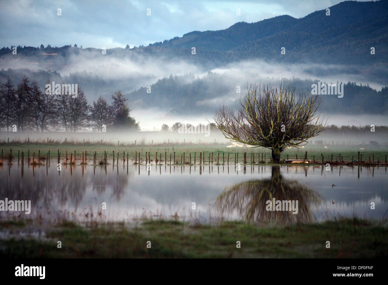 Albero riflesso in acque di esondazione nei pressi di Riwaka, Nelson, Nuova Zelanda Foto Stock