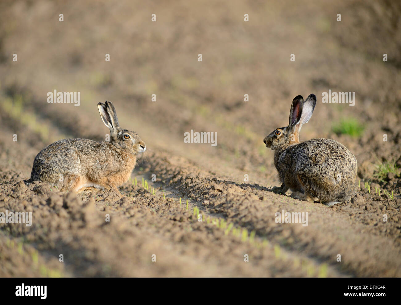 Unione della lepre (Lepus europaeus), vicino a Haren, Emsland, Bassa Sassonia, Germania Foto Stock