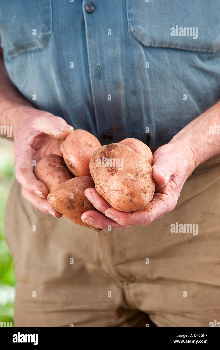 Un agricoltore che detiene alcune scavate di fresco di patate. Foto Stock