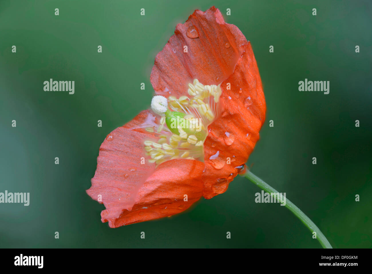 Forest papavero (Meconopsis cambrica), Haren, Emsland, Bassa Sassonia, Germania Foto Stock