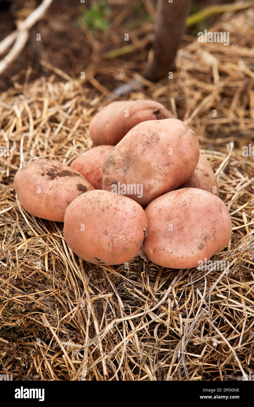 Alcune patate fresche su una balla di fieno. Foto Stock