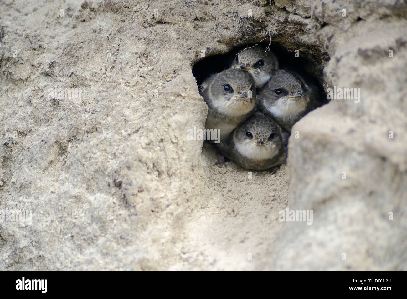 Sabbia Martins o bonifico rondini (Riparia Riparia) nidiacei guardando fuori del foro di nesting, Niederlangen, Emsland, Bassa Sassonia Foto Stock