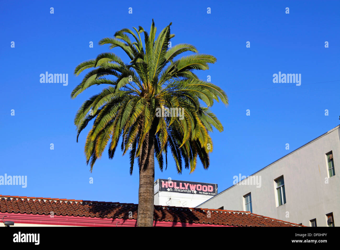Palm Tree e sky Hollywood Blvd Los Angeles Stati Uniti d'America Foto Stock