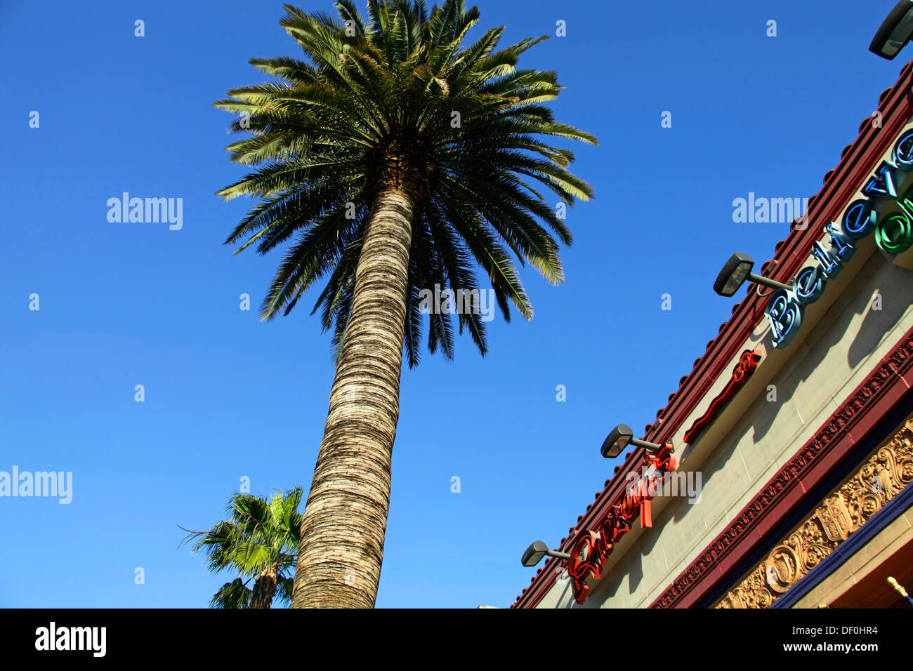 Palm Tree e sky Hollywood Blvd Los Angeles Stati Uniti d'America Foto Stock