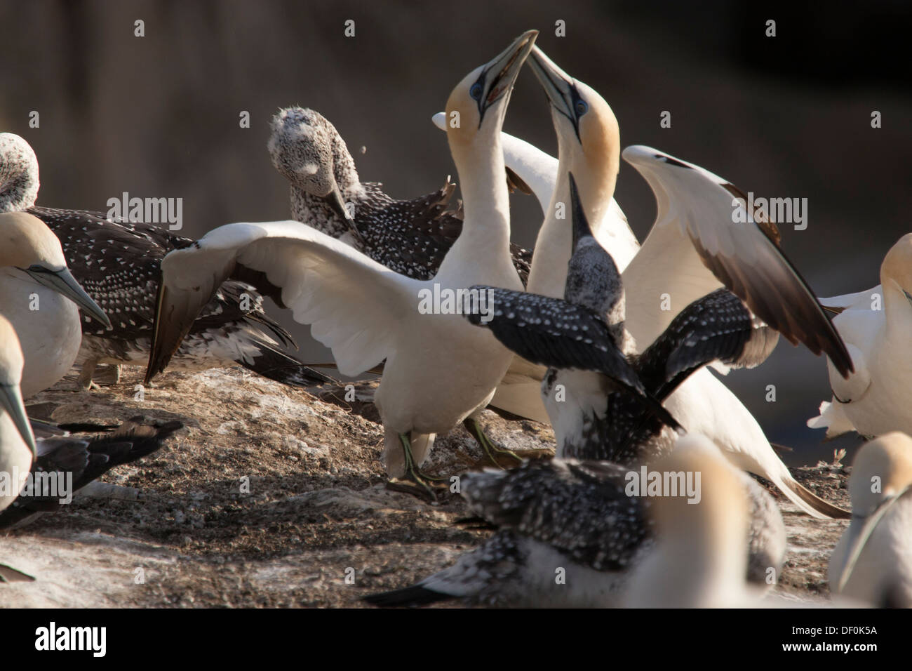 Due Australasian Gannett salutare ogni altro Foto Stock