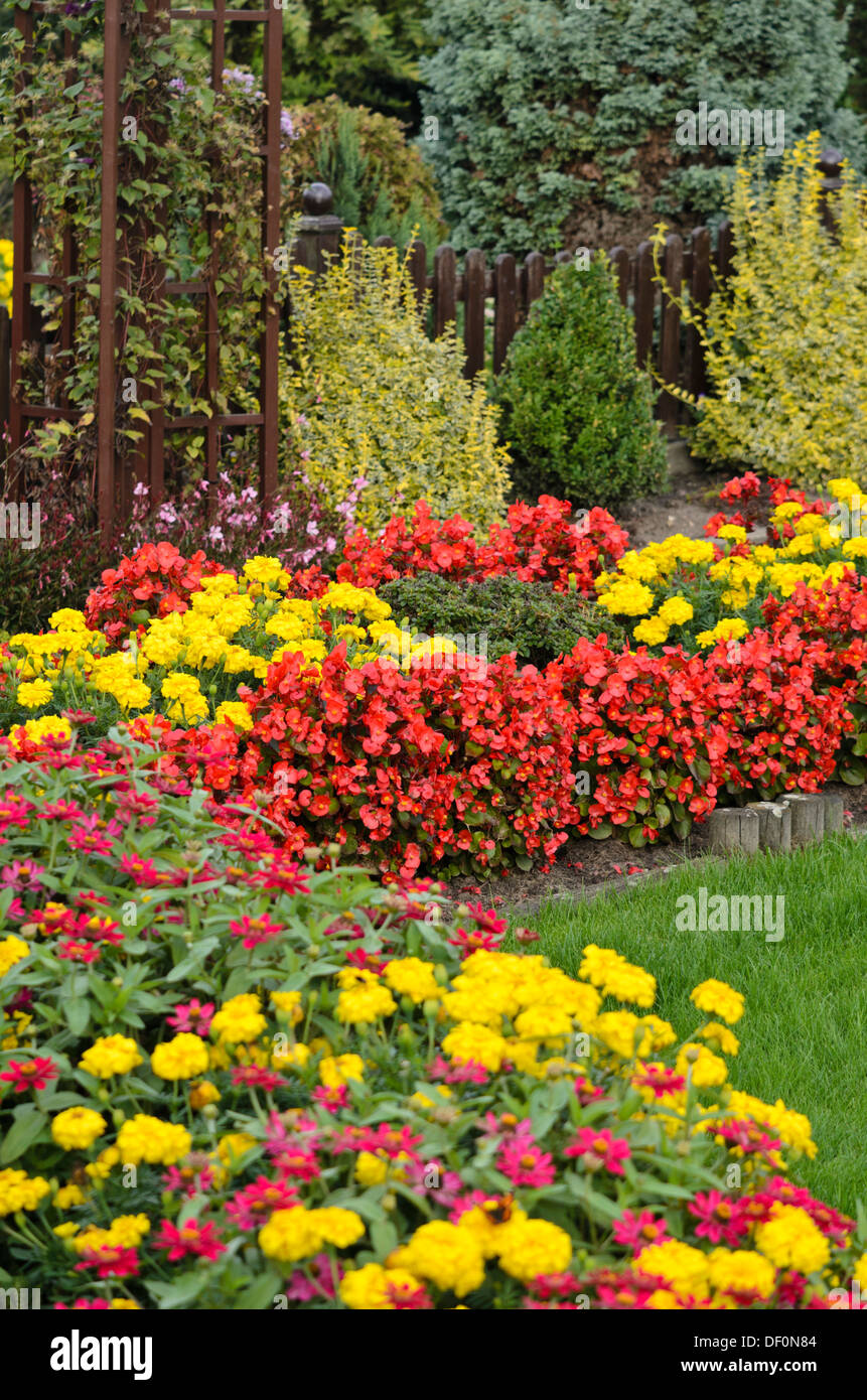 Le begonie (begonia semperflorens) e le calendule (tagetes) Foto Stock