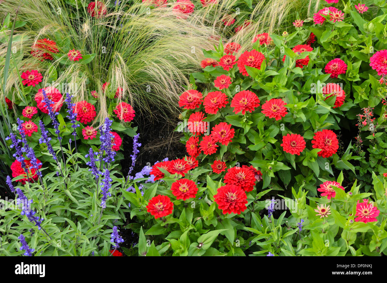 Comune (zinnia zinnia violacea syn. zinnia elegans) e farinoso SALVIA (salvia farinacea) Foto Stock