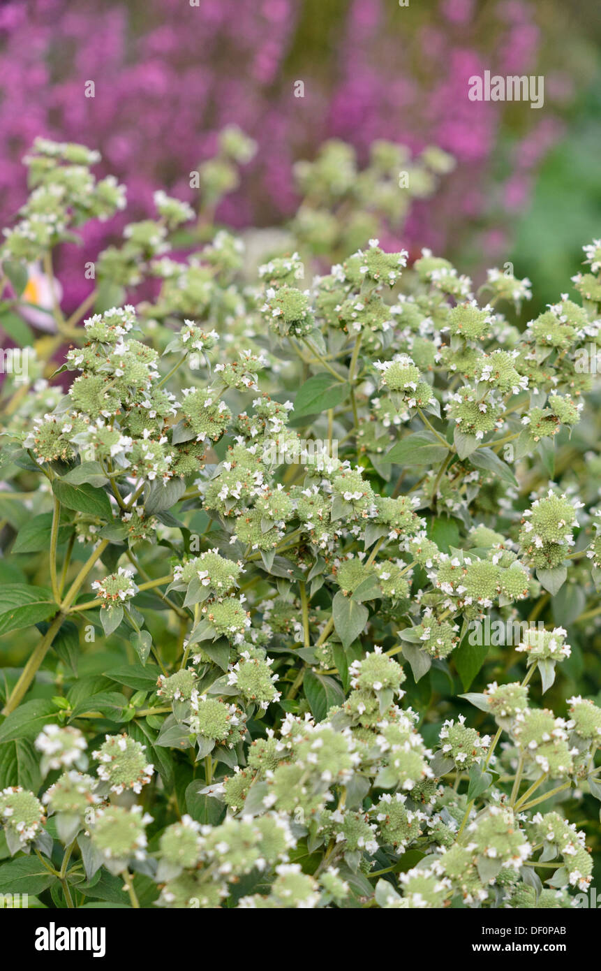 A breve dentato di menta di montagna (pycnanthemum muticum) Foto Stock