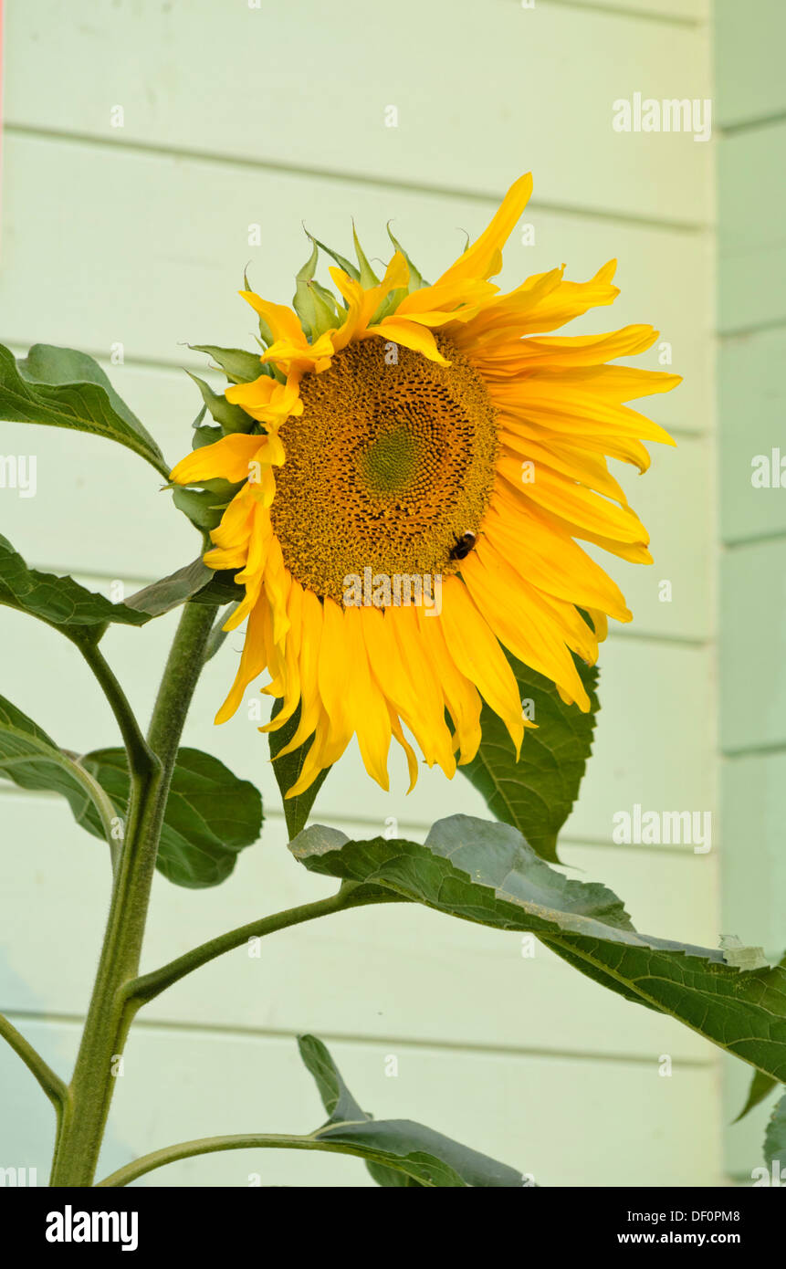 Comune di girasole (Helianthus annuus) Foto Stock