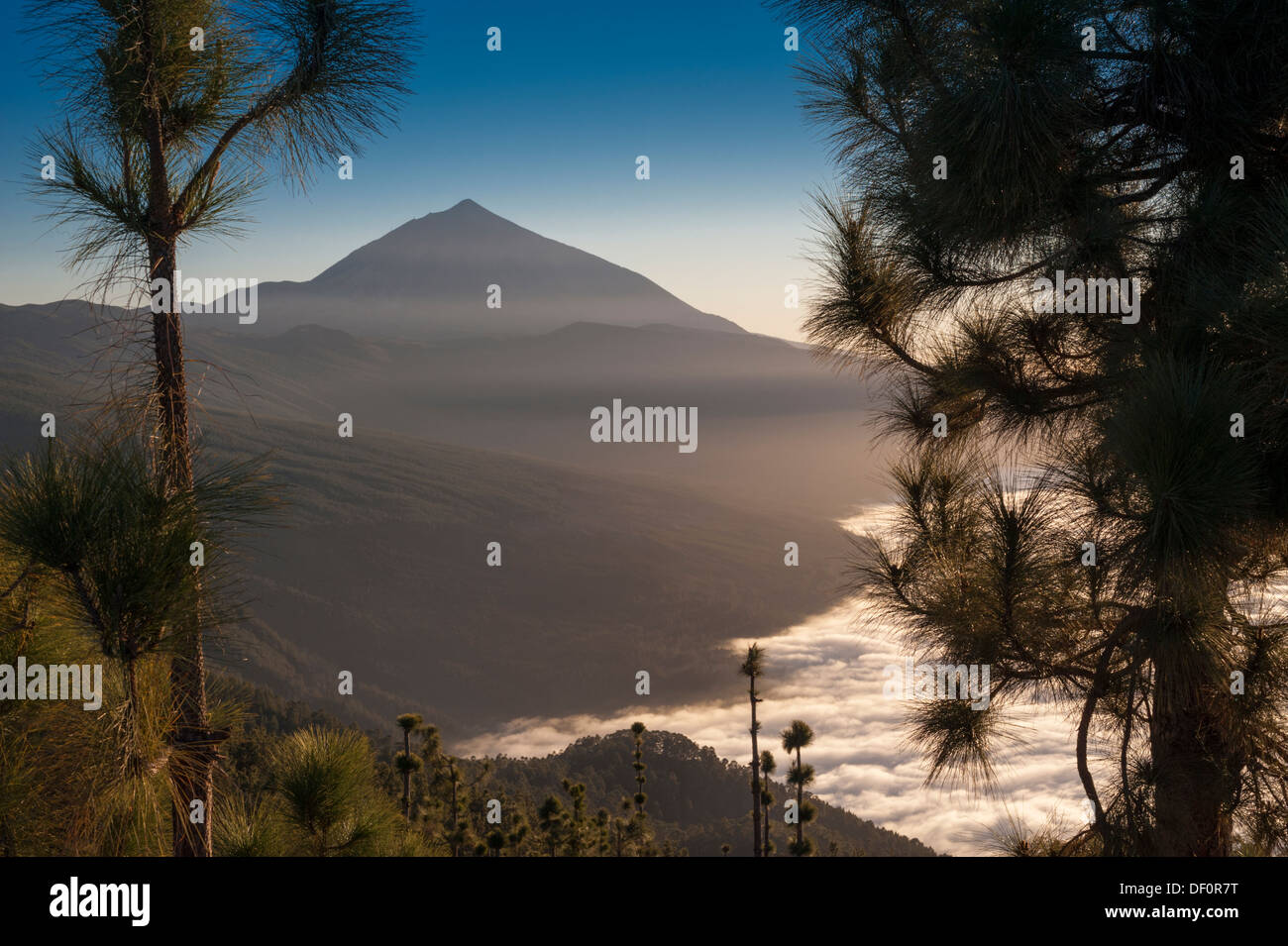 Il grande stratovulcano di El Teide, Tenerife, sopra un mare di nuvole (mar de nubes) sopra la valle di Orotava Foto Stock