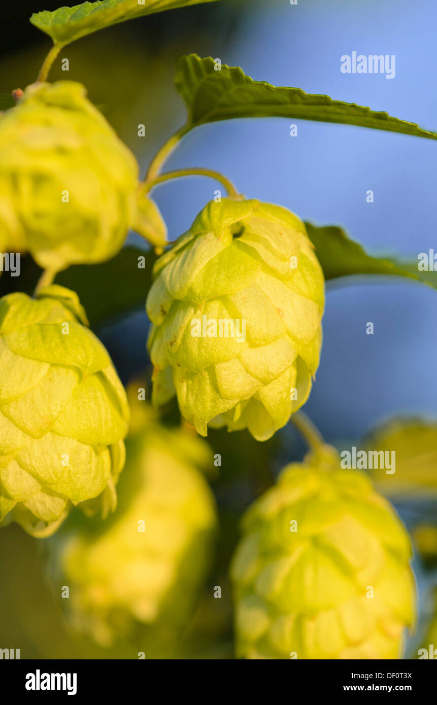 Luppolo (humulus lupulus) Foto Stock Luppolo (humulus lupulus) Foto Stock