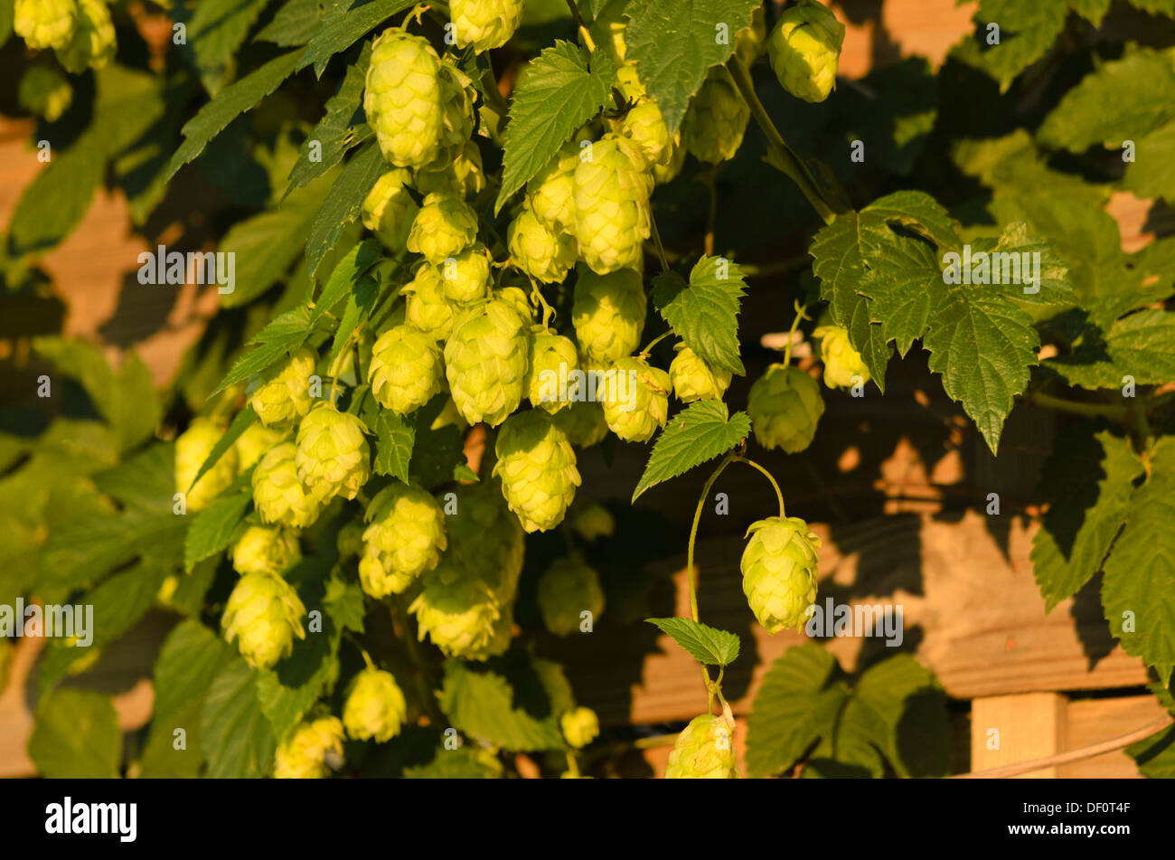 Luppolo (humulus lupulus) Foto Stock Luppolo (humulus lupulus) Foto Stock