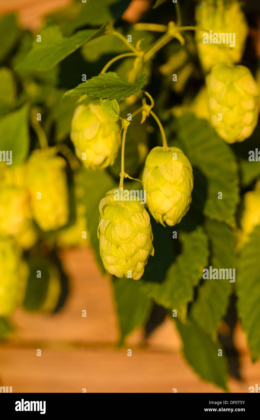 Luppolo (humulus lupulus) Foto Stock Luppolo (humulus lupulus) Foto Stock